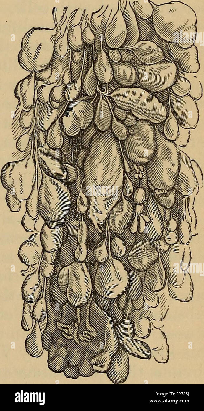 This 1878 treatise on midwifery offers a comprehensive guide on the science and practice of childbirth, including medical knowledge, procedures, and the roles of midwives in the delivery process. It covers topics like maternal health, fetal development, and various birthing techniques. This work was influential in shaping the practice of midwifery in the 19th century. Stock Photo