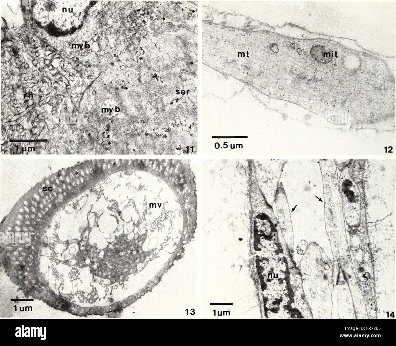 The 1988 edition of the American Malacological Bulletin features ...