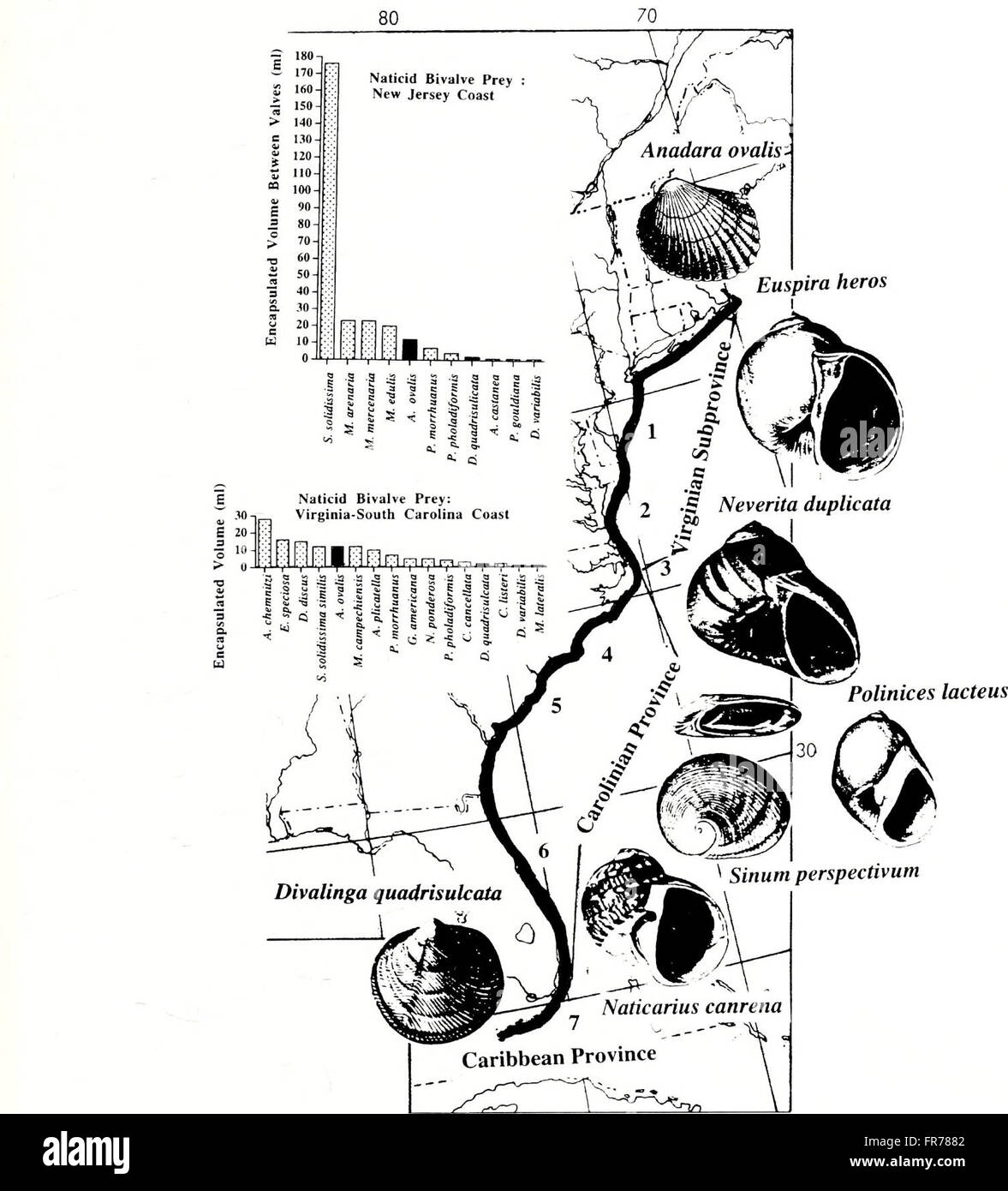 The 2001 edition of the American Malacological Bulletin, which ...