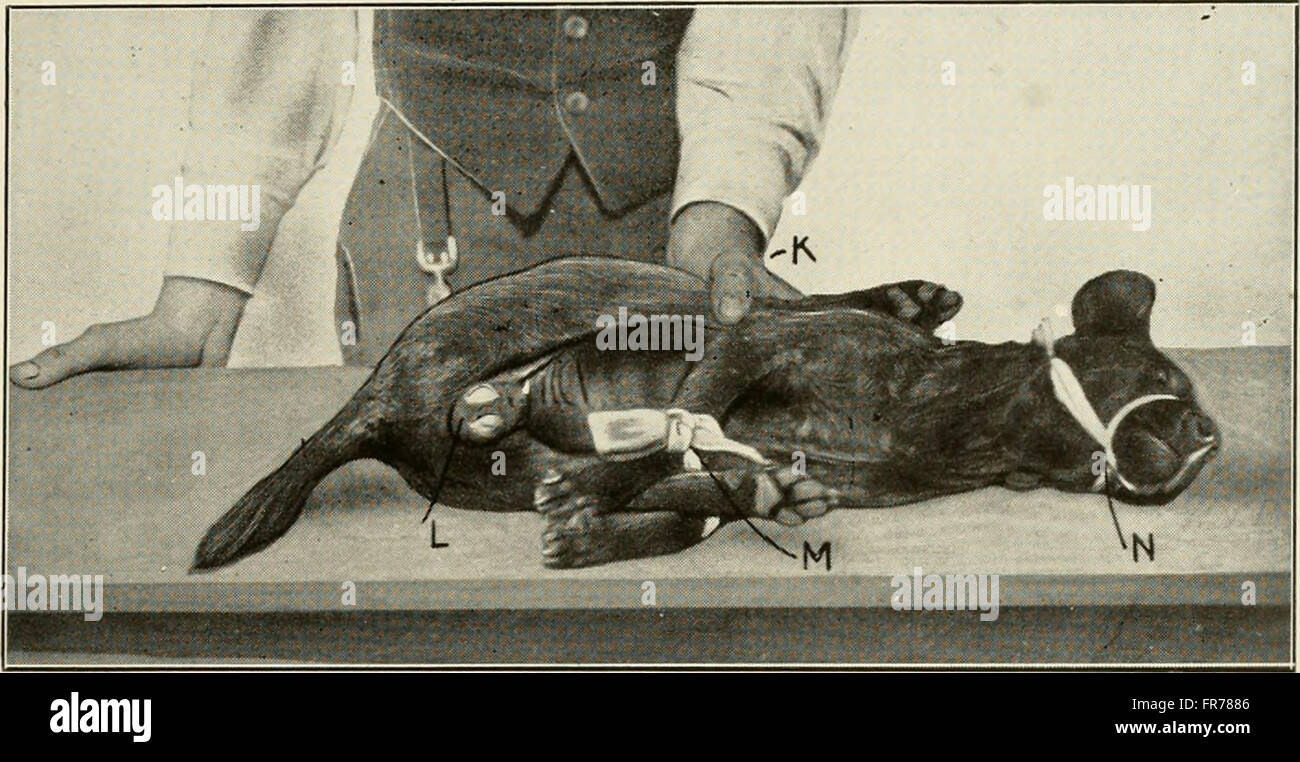 This 1914 book discusses animal castration techniques, providing a ...