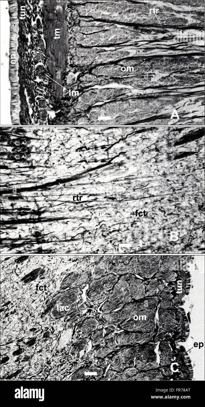 The 2001 edition of the 'American Malacological Bulletin' features ...