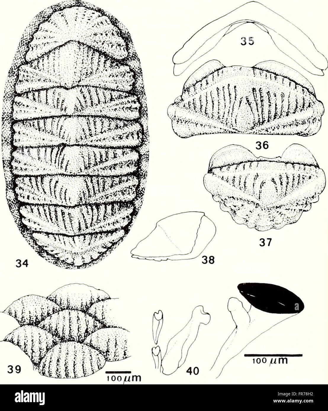 A 1988 edition of the American Malacological Bulletin, containing ...
