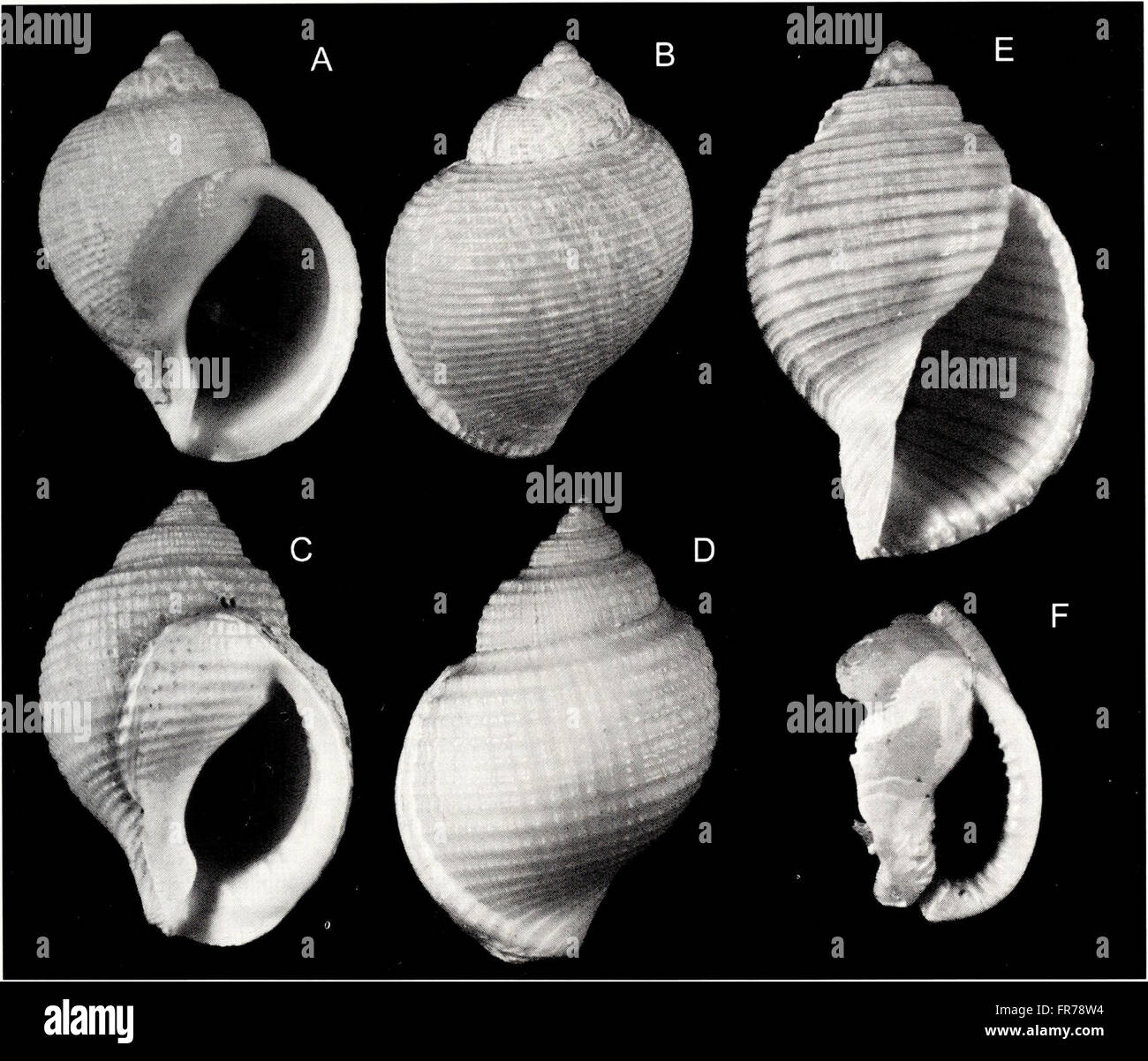 The American Malacological Bulletin (2001) features research and ...