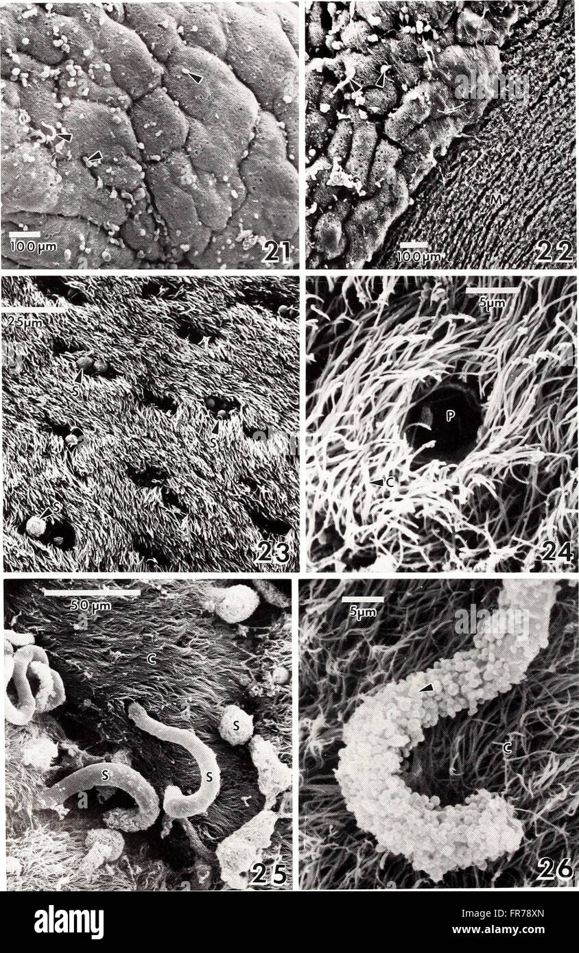 The 1993 American Malacological Bulletin focuses on research and ...