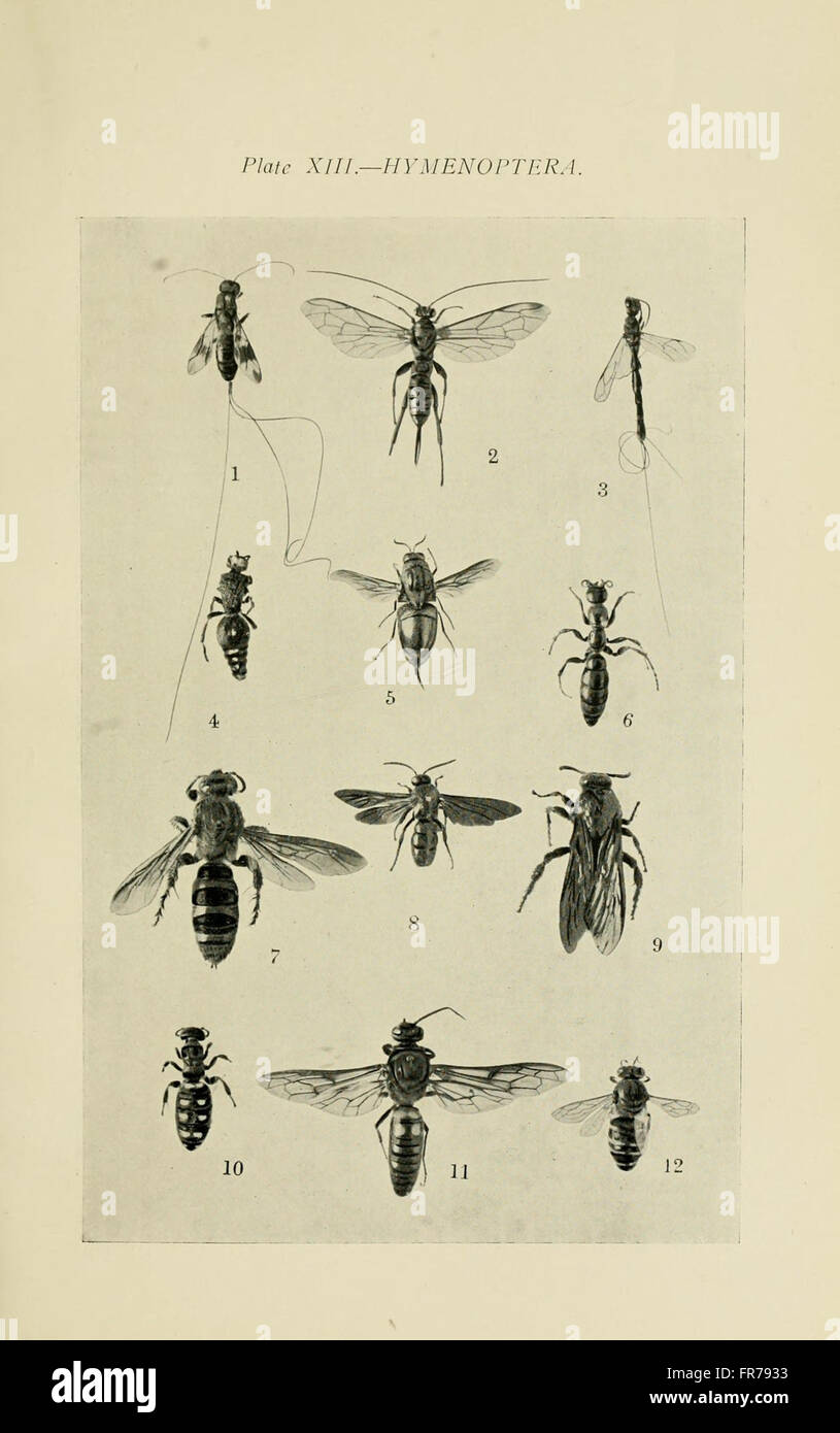 Series of detailed depictions of various species of insects hi-res ...