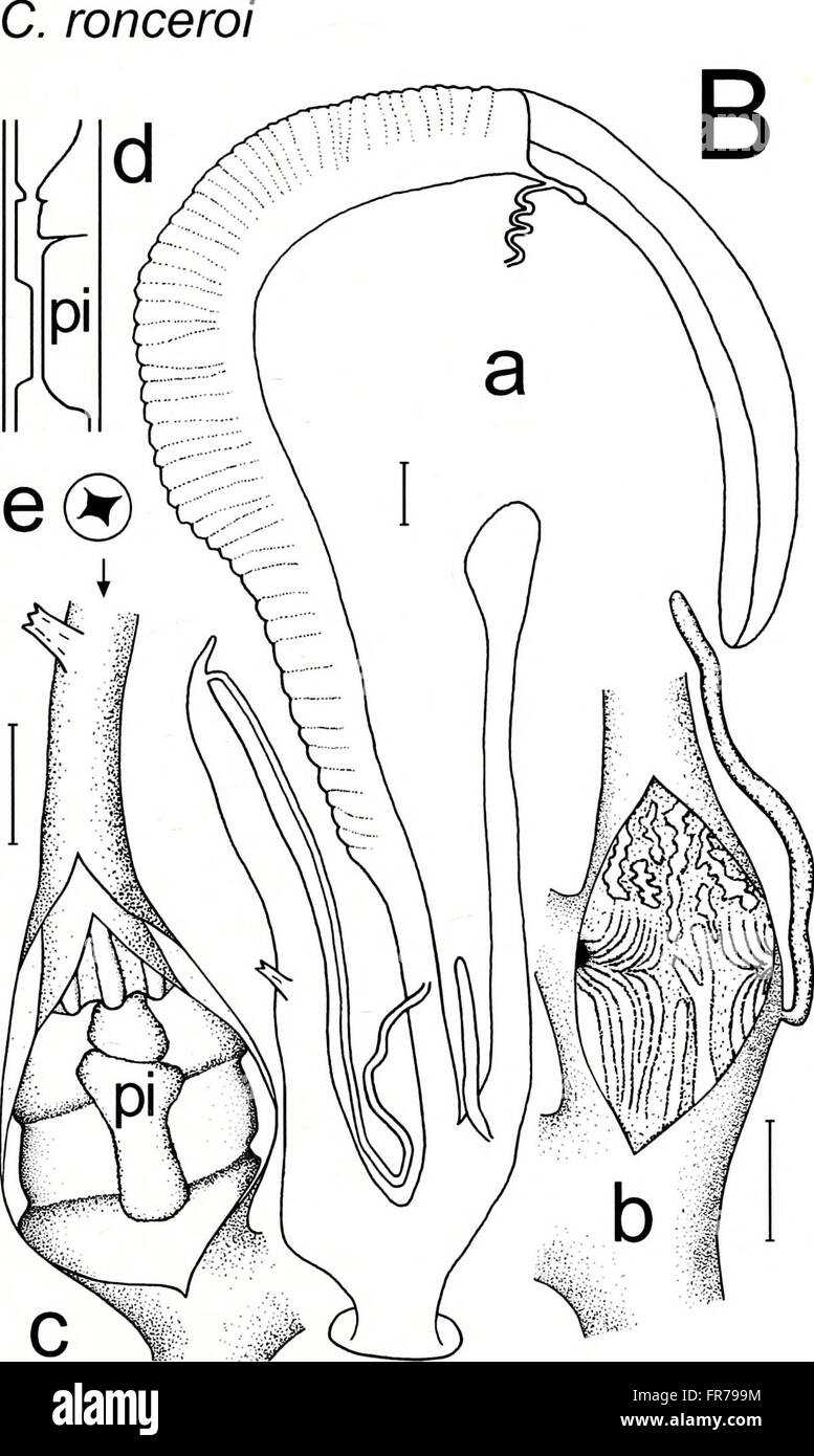 The 'American Malacological Bulletin' (2001) provides scholarly ...