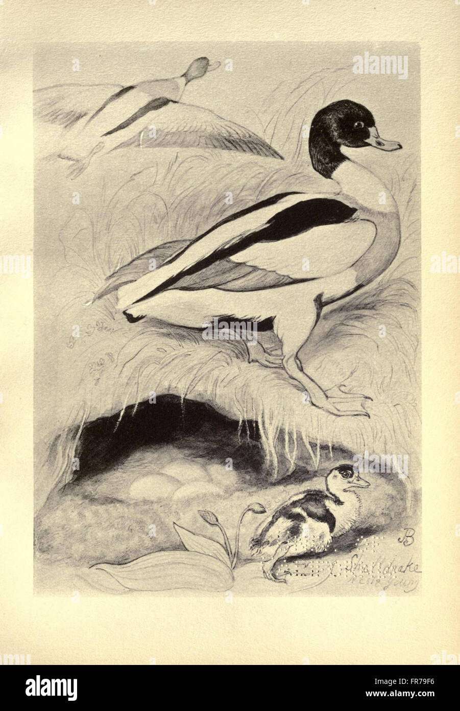 Birds from Moidart and elsewhere (Plate 71) Stock Photo