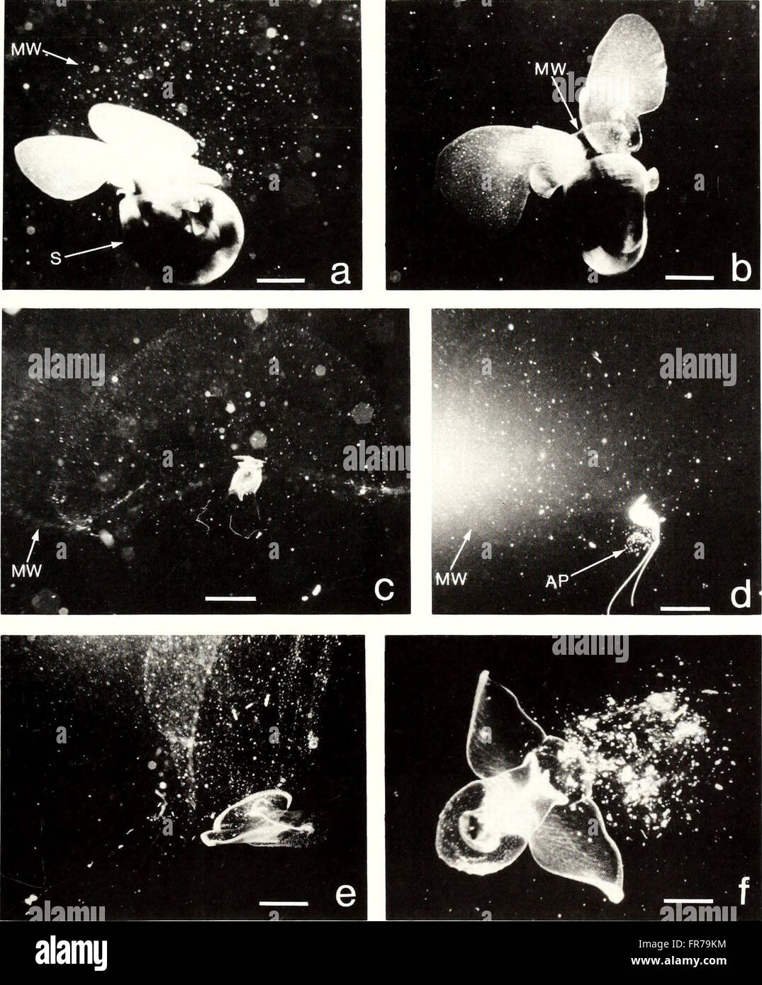 The 'American Malacological Bulletin' from 1990 focuses on research ...