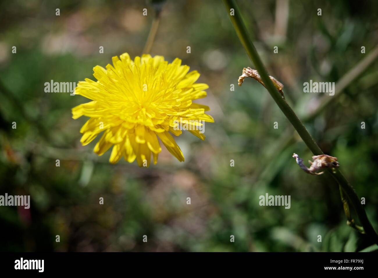 Wild flower close up in Zaragoza Province, Aragon, Spain. Stock Photo