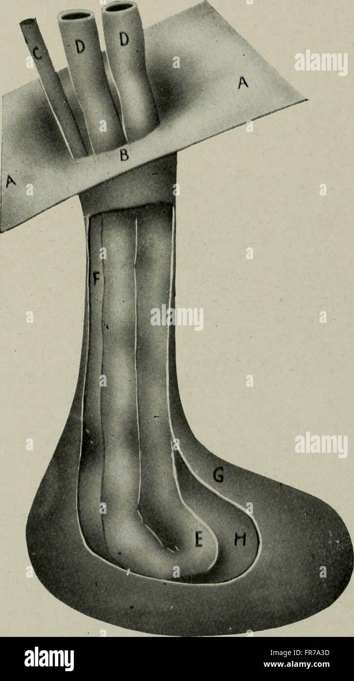 This book serves as a practical guide on animal castration, offering ...