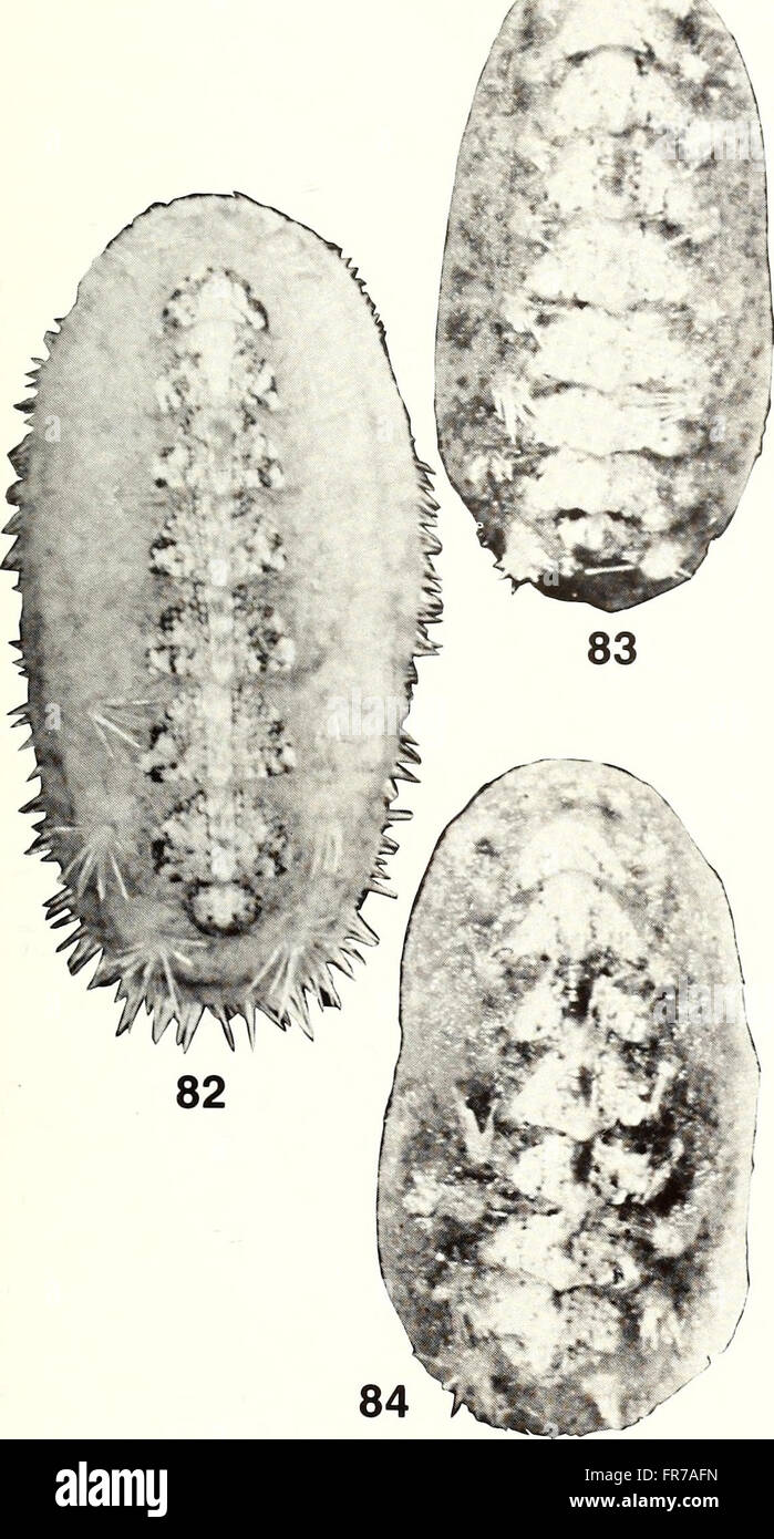 The 1988 edition of the American Malacological Bulletin features ...