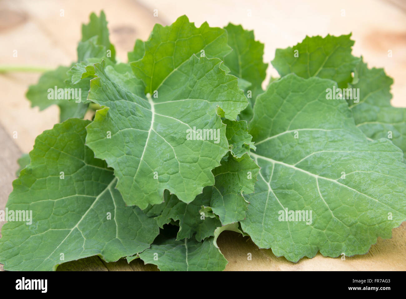 Freshly picked Turnip Greens (Rapa Senza Testa). Stock Photo