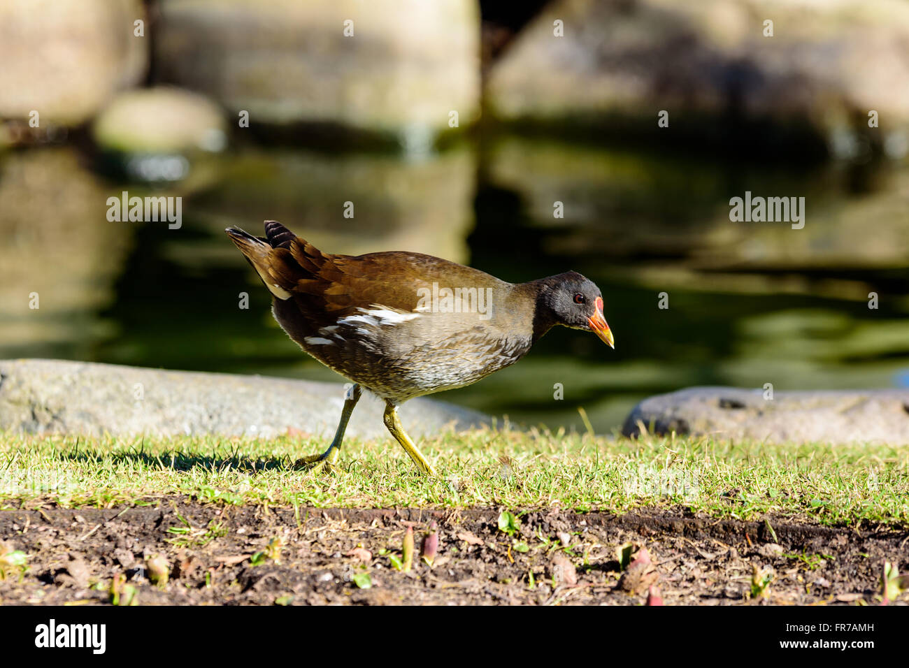 One common moorhen (Gallinula chloropus) walking by the waters edge in a public park. Bird is also known as swamp chicken. Young Stock Photo