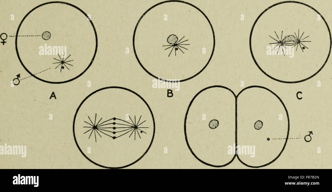 This work focuses on the study of cytology, particularly the structure ...