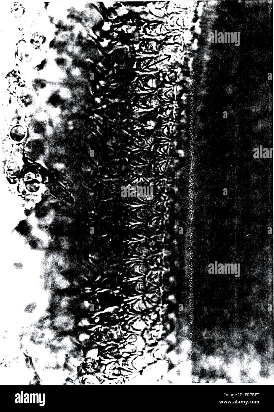 A 1980 study examining the effects of intense acoustic noise on ...