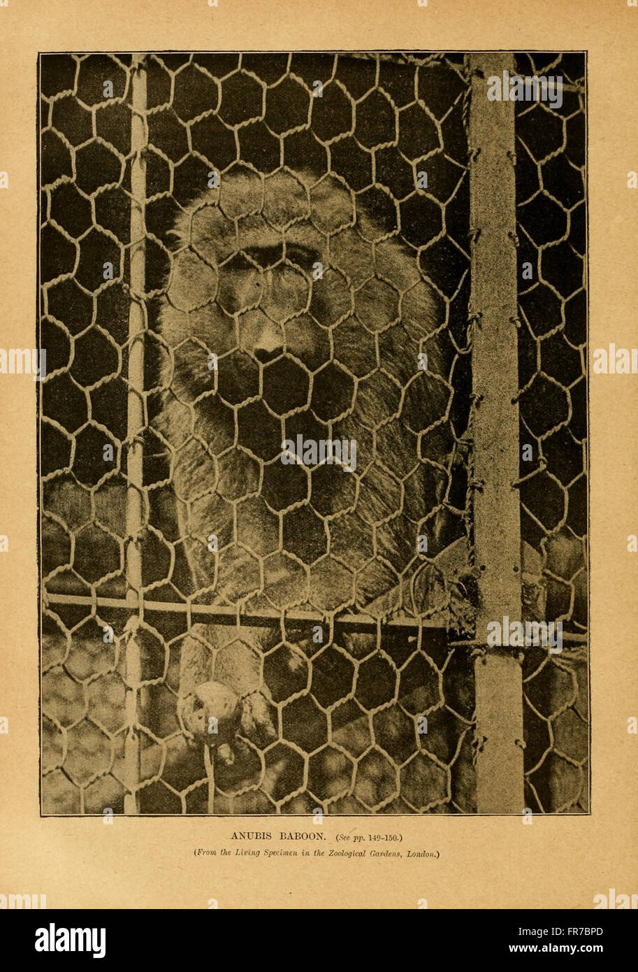Cassell's natural history (Figure(s)) Stock Photo