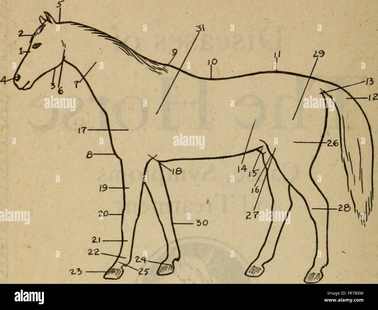 Diseases of domestic animals and poultry; (1915 Stock Photo Alamy