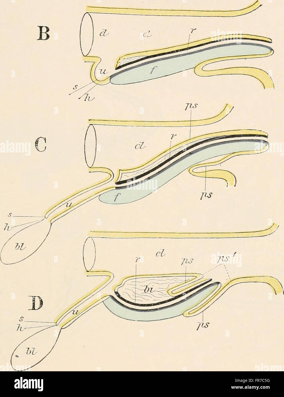 Comparative anatomy of vertebrates (1907 Stock Photo - Alamy