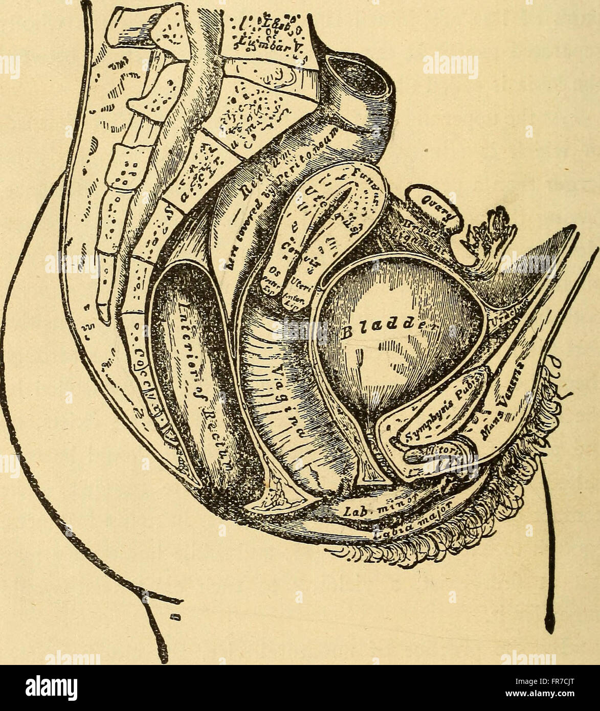 Feminology; a guide for womankind, giving in detail instructions as to