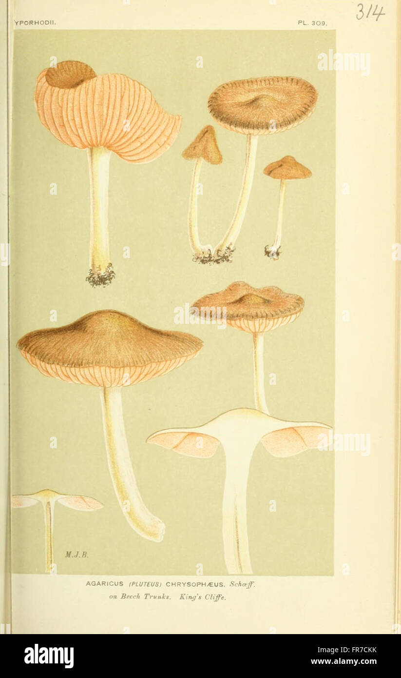 Illustrations of British Fungi (Hymenomycetes), to serve as an atlas to the  Handbook of British Fungi  (Pl. 314) Stock Photo