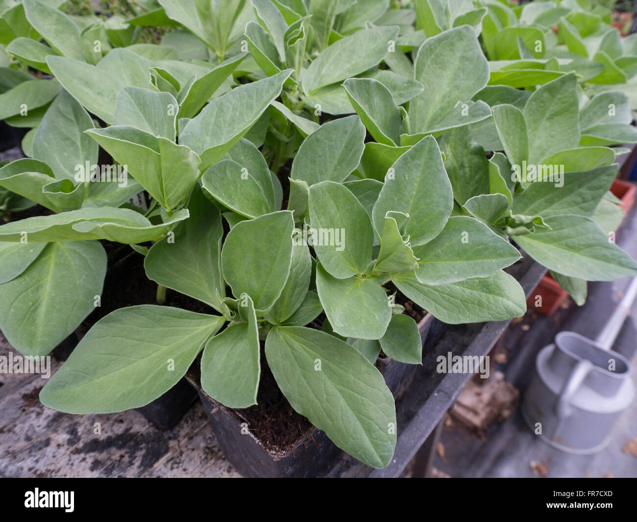 Broad bean seedlings ready for planting out Stock Photo