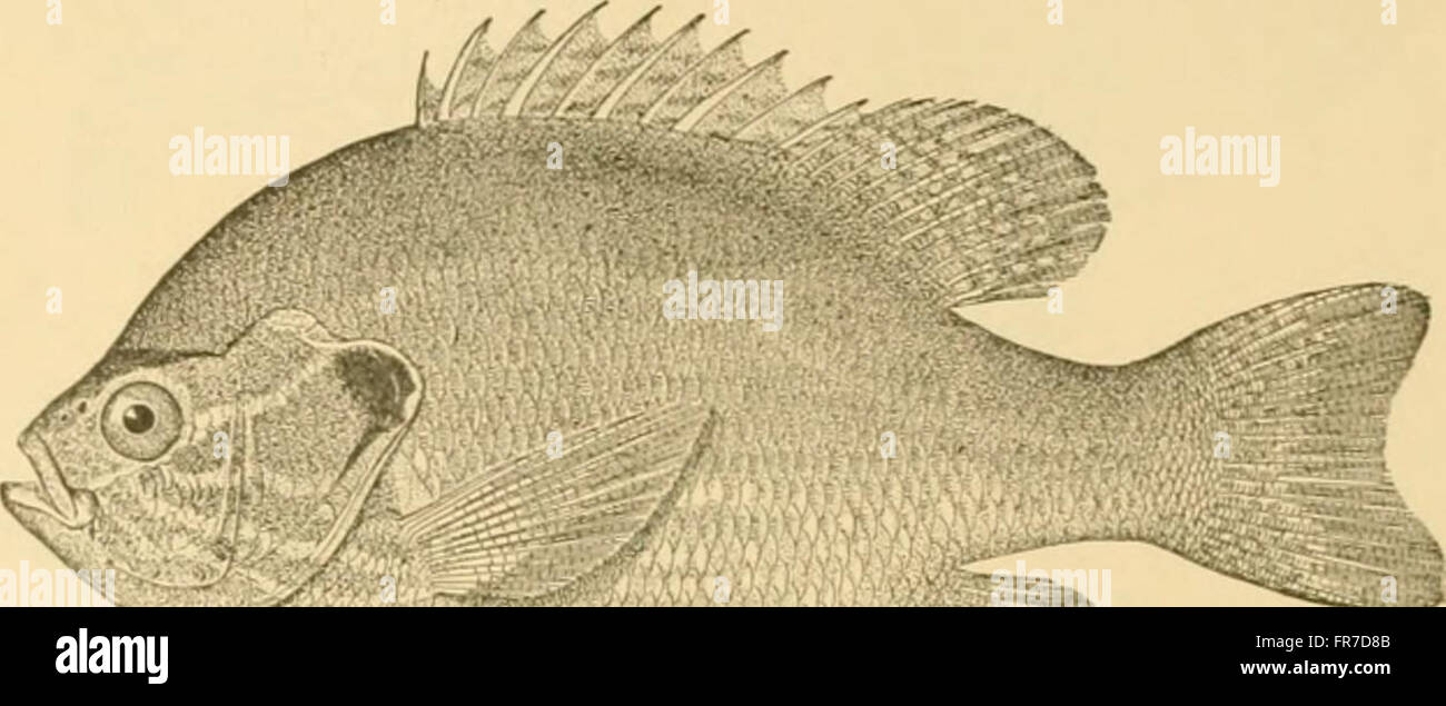 'Fishes' (1907) is a comprehensive guide to fish species, describing ...