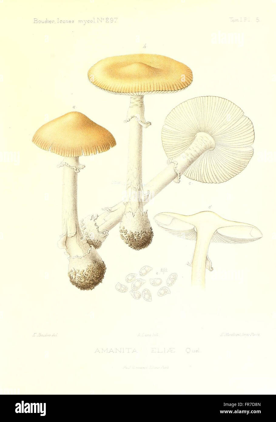 Icones mycologicC3A6, ou Iconographie des champignons de France principalement Discomycetes (Pl. 5) Stock Photo