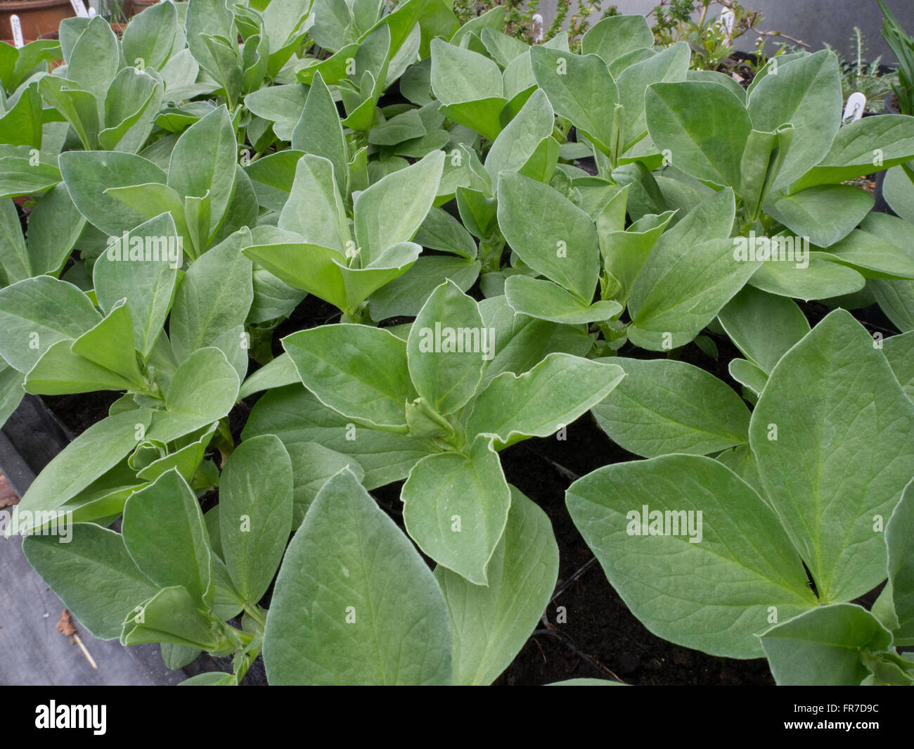 Broad bean seedlings ready for planting out Stock Photo Alamy