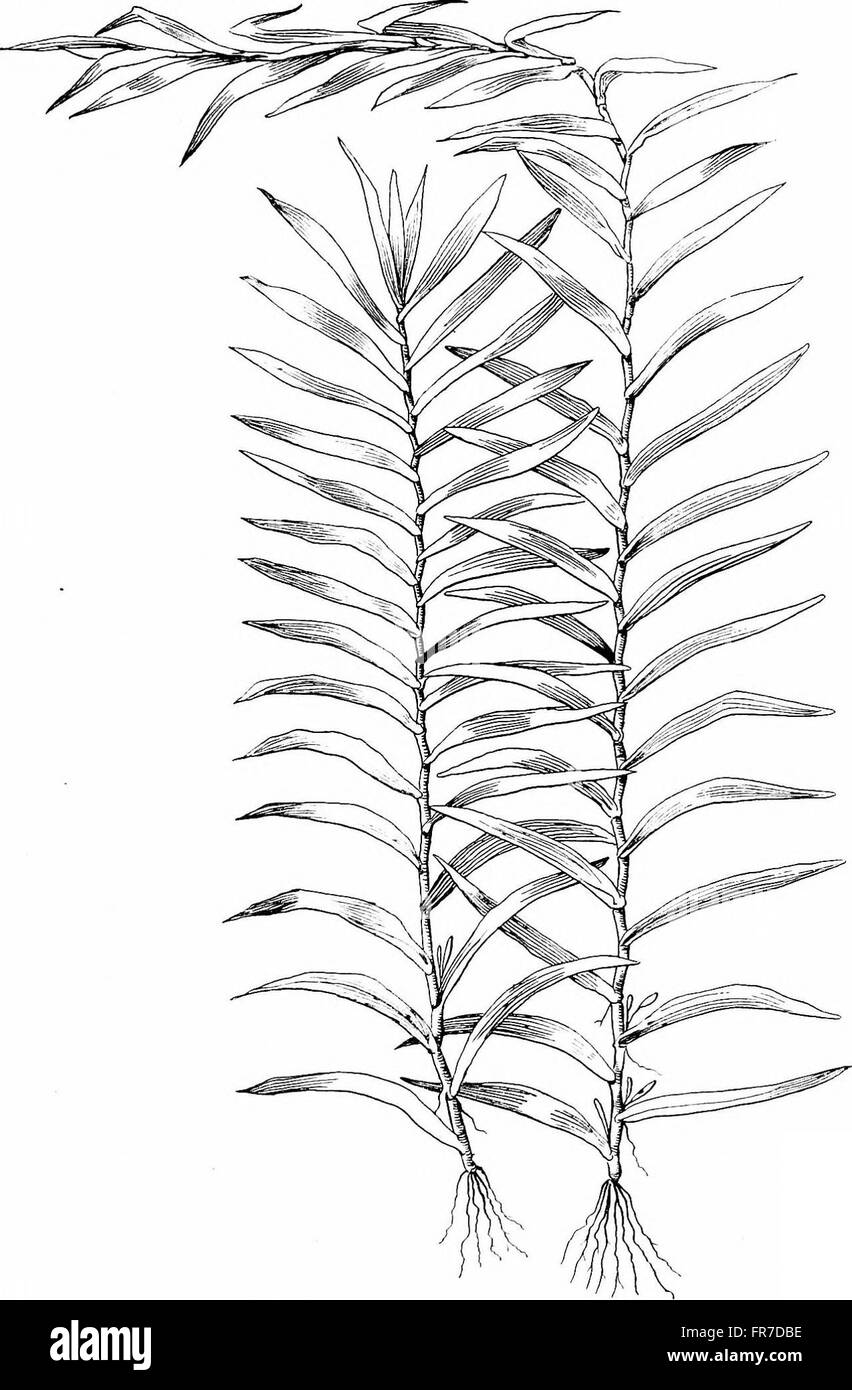 Goldfish varieties and tropical aquarium fishes; a complete guide to