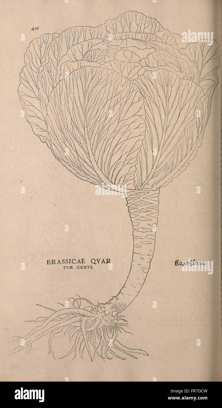 This work provides a detailed account of plant species and their ...