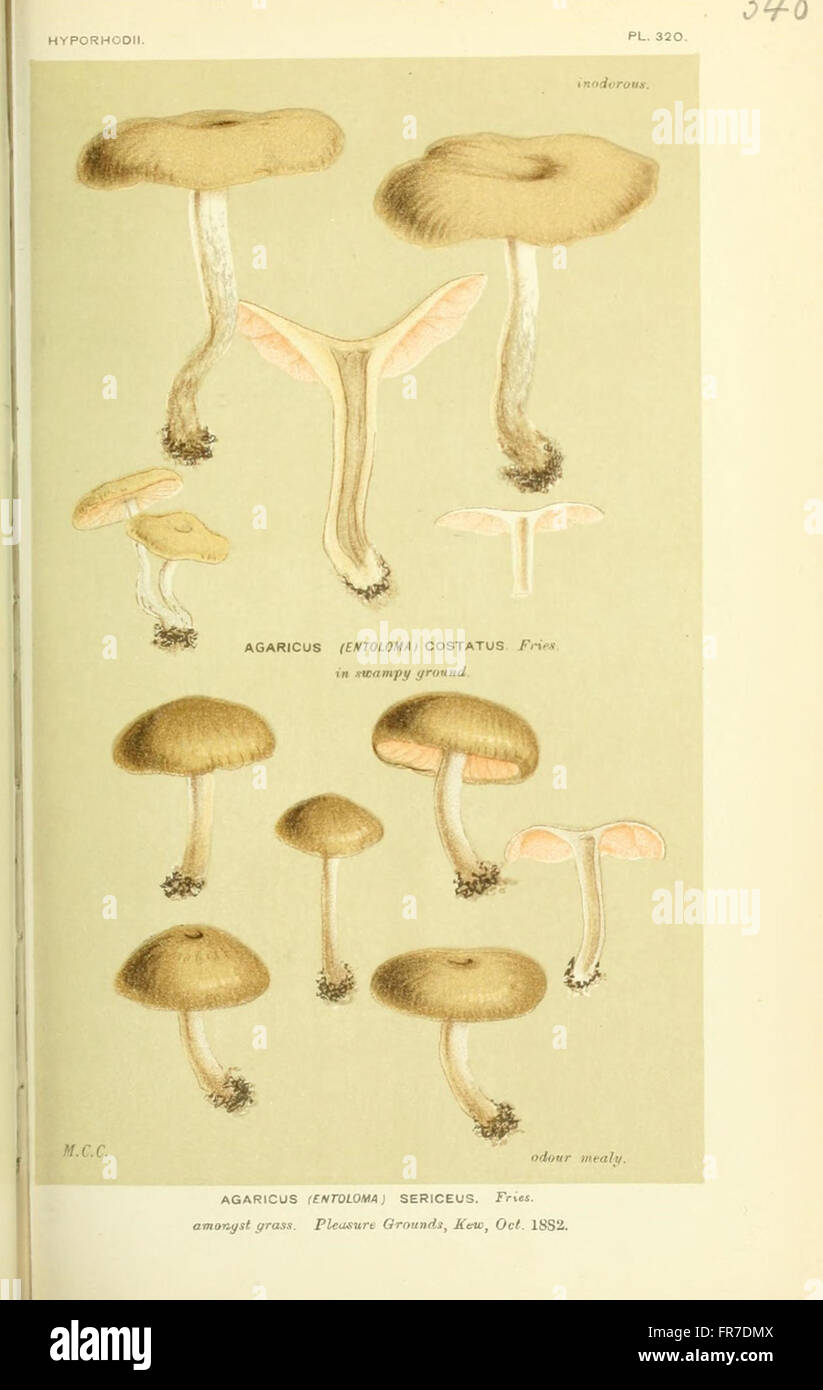 Illustrations of British Fungi (Hymenomycetes), to serve as an atlas to the  Handbook of British Fungi  (Pl. 340) Stock Photo