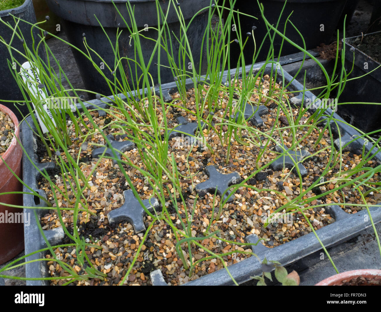 Spring onion seedlings growing in modules Stock Photo