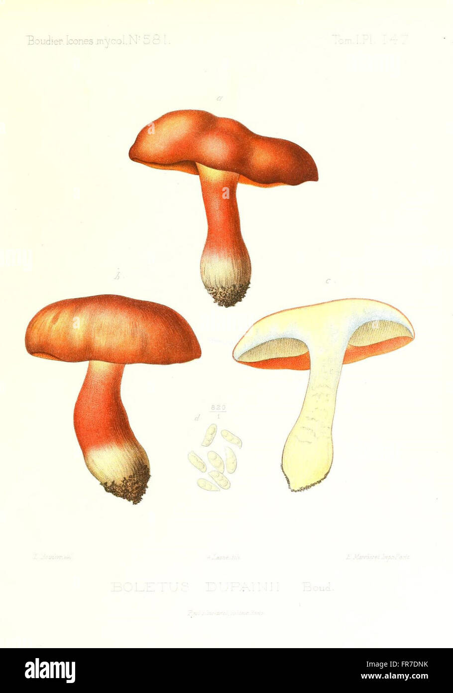 Icones mycologicC3A6, ou Iconographie des champignons de France principalement Discomycetes (Pl. 147) Stock Photo