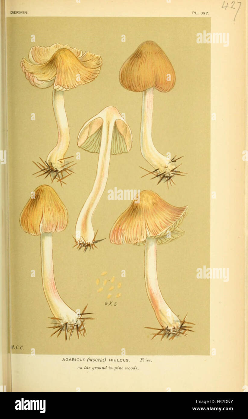 Illustrations of British Fungi (Hymenomycetes), to serve as an atlas to the  Handbook of British Fungi  (Pl. 427) Stock Photo