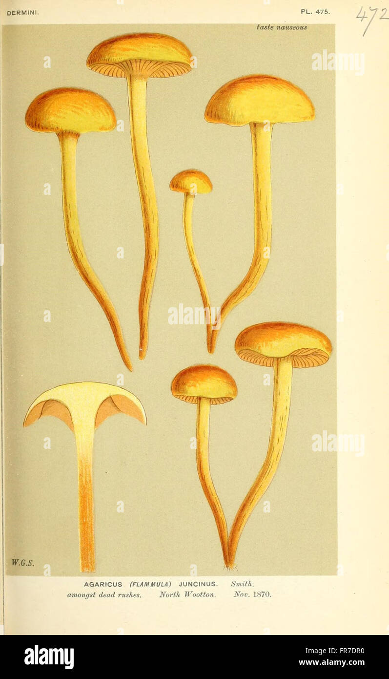 Illustrations of British Fungi (Hymenomycetes), to serve as an atlas to the  Handbook of British Fungi  (Pl. 472) Stock Photo