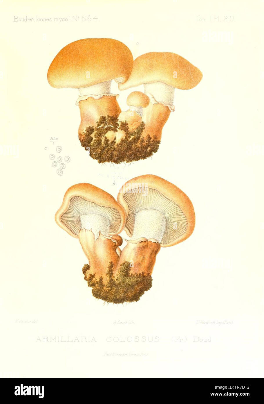 Icones mycologicC3A6, ou Iconographie des champignons de France principalement Discomycetes (Pl. 20) Stock Photo