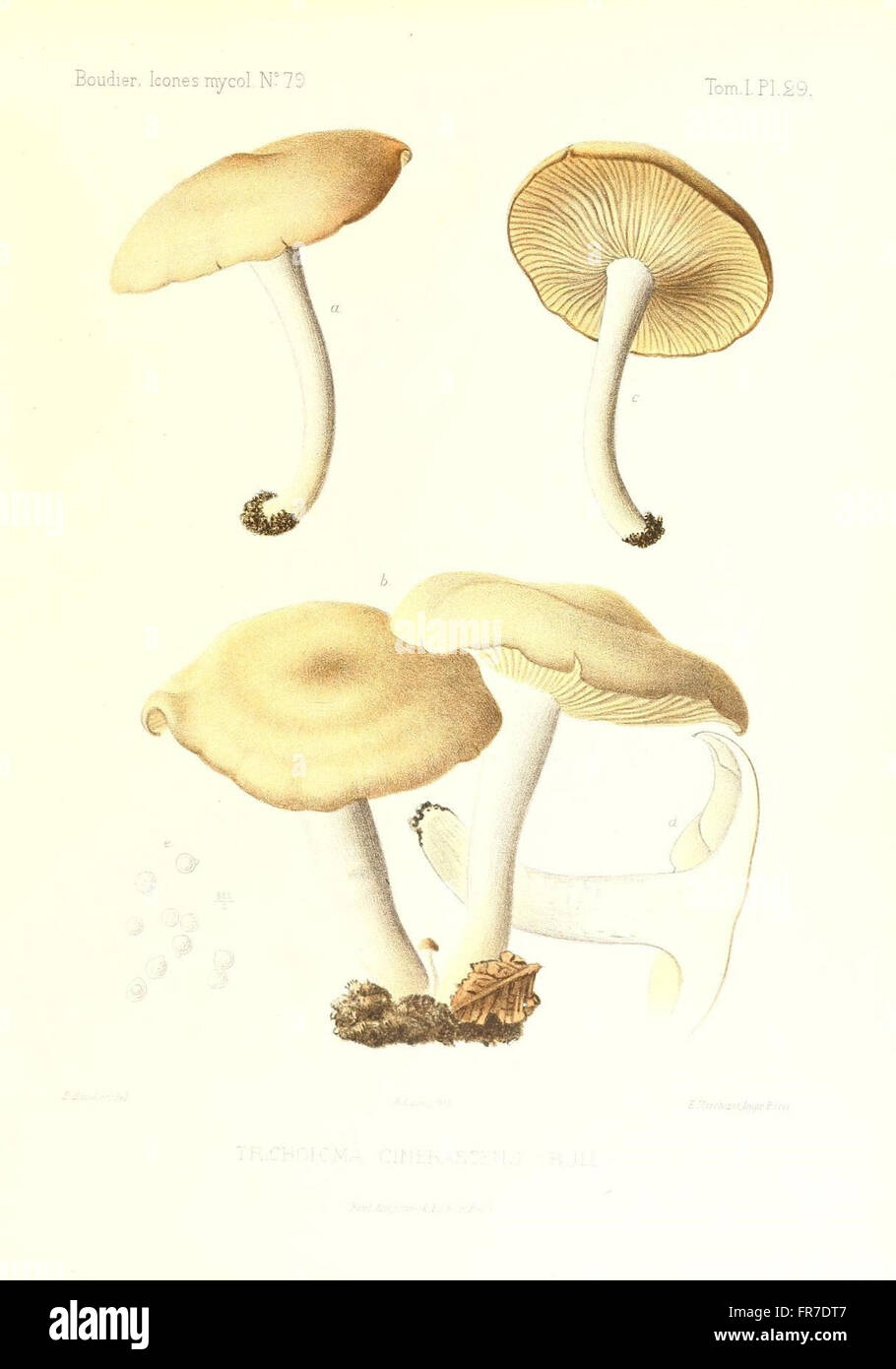 Icones mycologicC3A6, ou Iconographie des champignons de France principalement Discomycetes (Pl. 29) Stock Photo