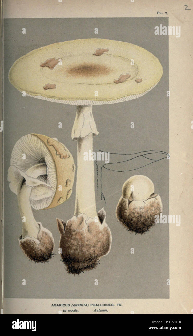 Illustrations of British Fungi (Hymenomycetes), to serve as an atlas to the  Handbook of British Fungi  (Pl. 2) Stock Photo