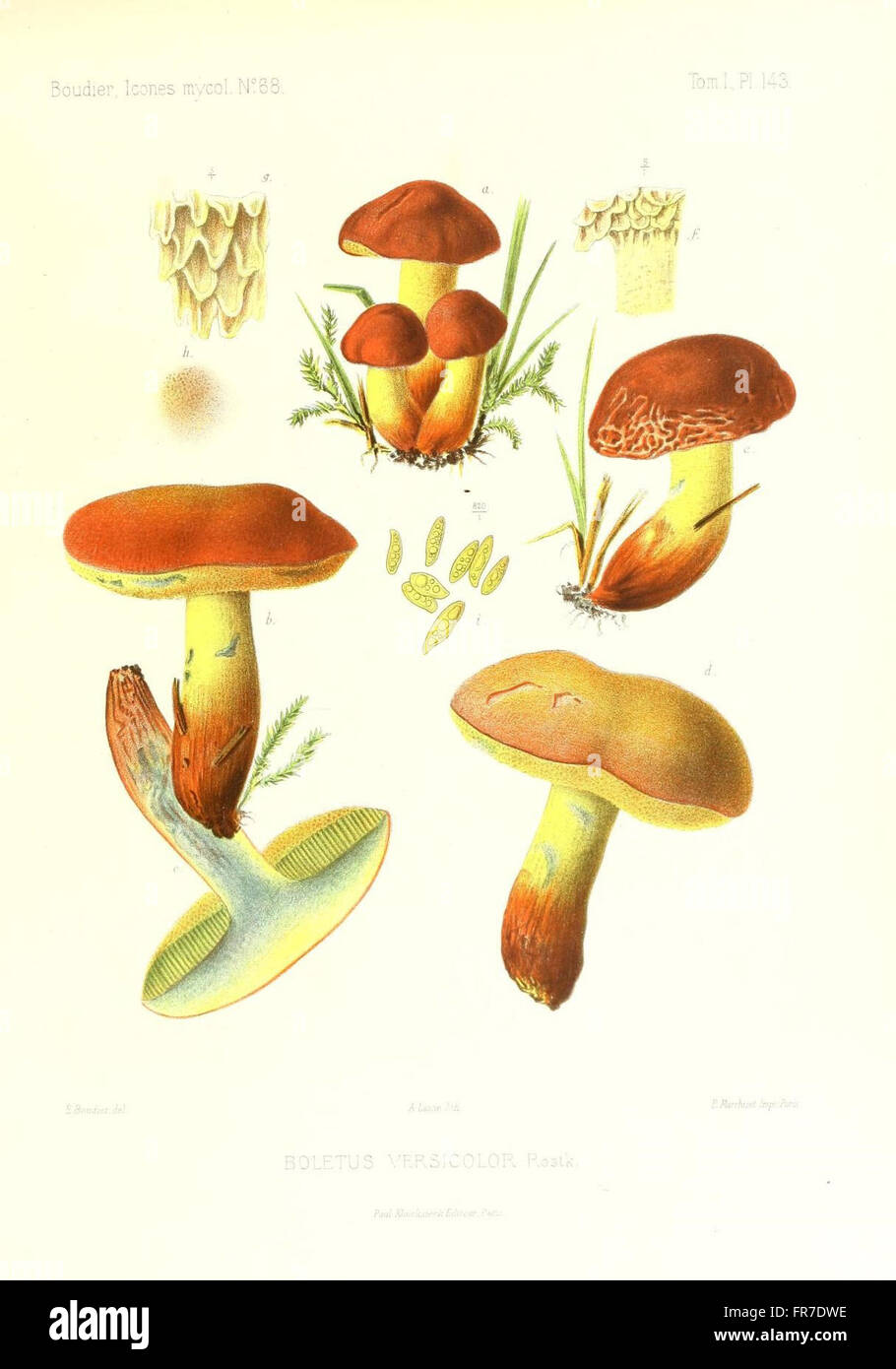 Icones mycologicC3A6, ou Iconographie des champignons de France principalement Discomycetes (Pl. 143) Stock Photo