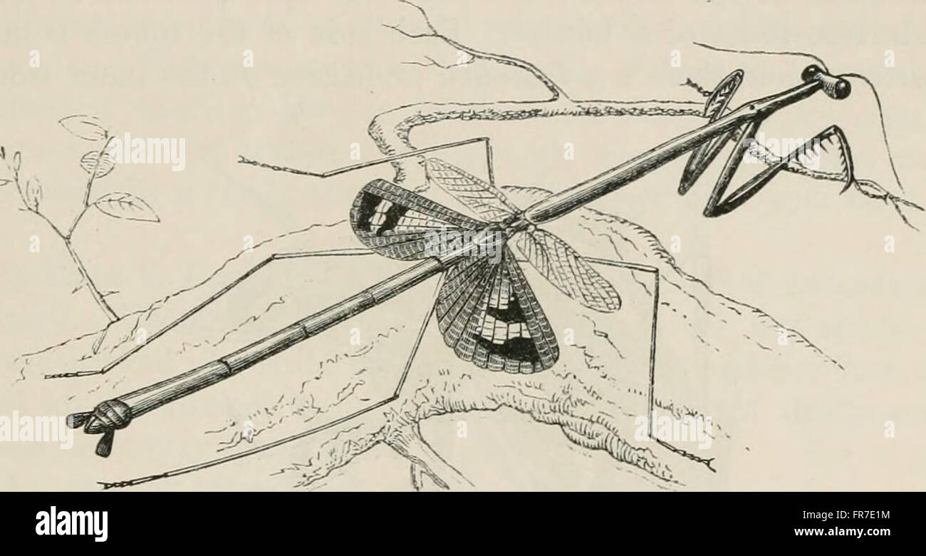 Insects abroad - being a popular account of foreign insects, their ...