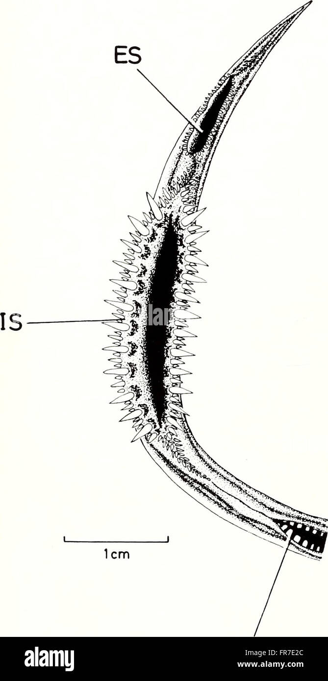 The American Malacological Bulletin (1988) focuses on scientific ...