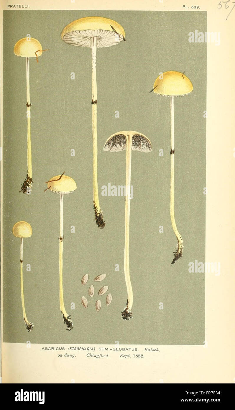 Illustrations of British Fungi (Hymenomycetes), to serve as an atlas to the  Handbook of British Fungi  (Pl. 567) Stock Photo