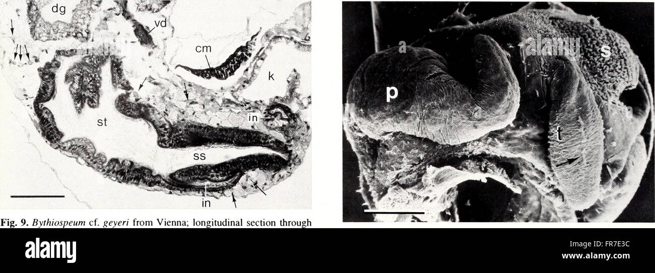 The 'American Malacological Bulletin' from 1993 focuses on the study of ...
