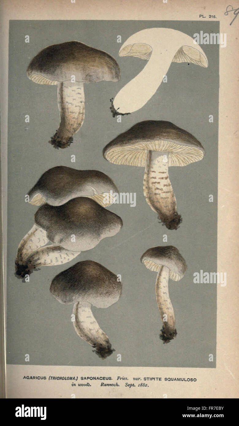 Illustrations of British Fungi (Hymenomycetes), to serve as an atlas to the  Handbook of British Fungi  (Pl. 89) Stock Photo