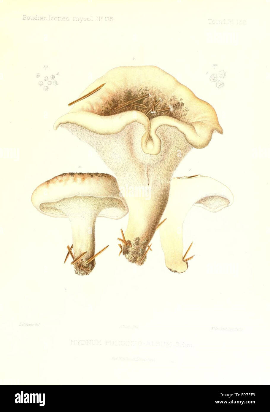Icones mycologicC3A6, ou Iconographie des champignons de France principalement Discomycetes (Pl. 168) Stock Photo