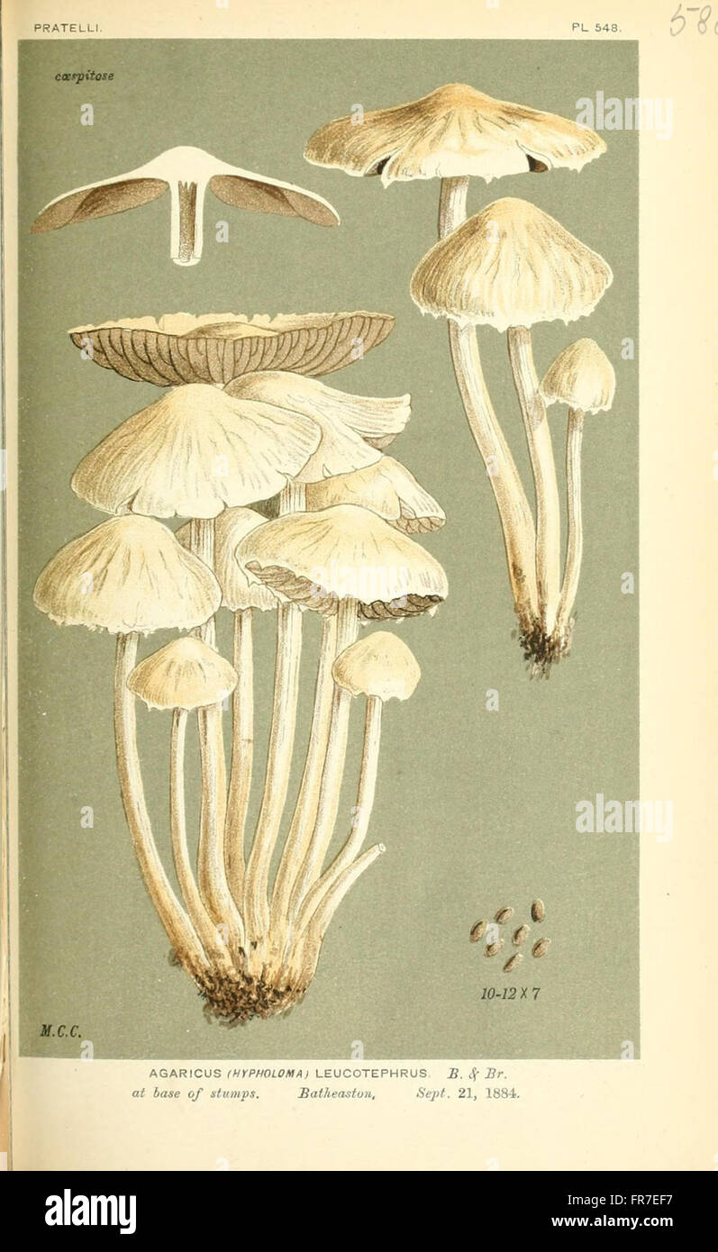 Illustrations of British Fungi (Hymenomycetes), to serve as an atlas to the  Handbook of British Fungi  (Pl. 588) Stock Photo