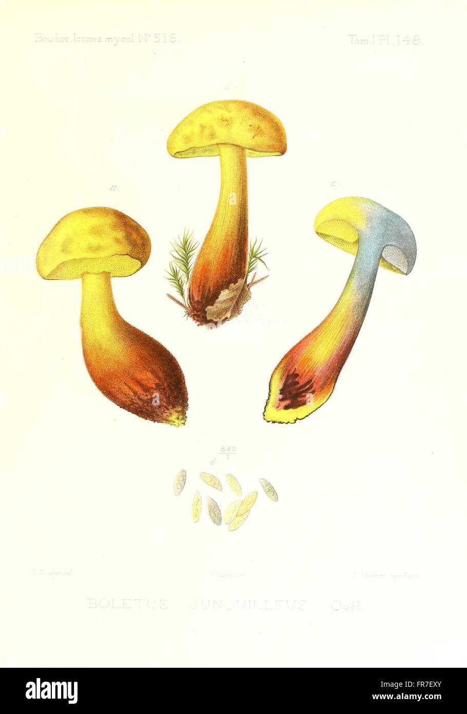 Icones mycologicC3A6, ou Iconographie des champignons de France principalement Discomycetes (Pl. 148) Stock Photo