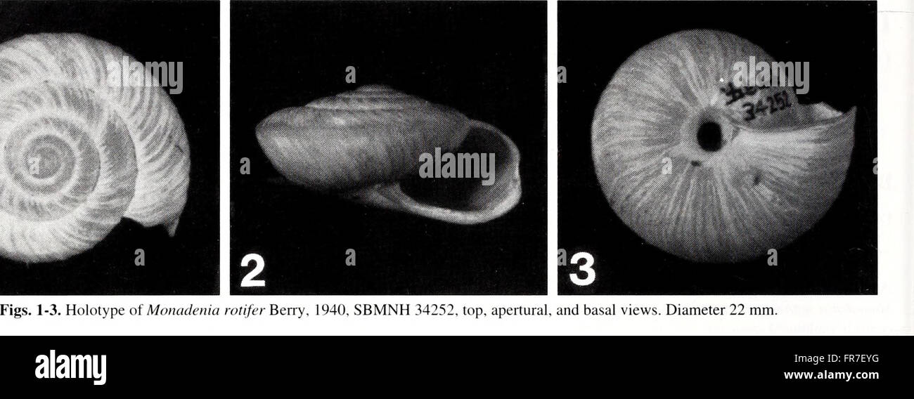 The 2001 edition of the 'American Malacological Bulletin' features ...