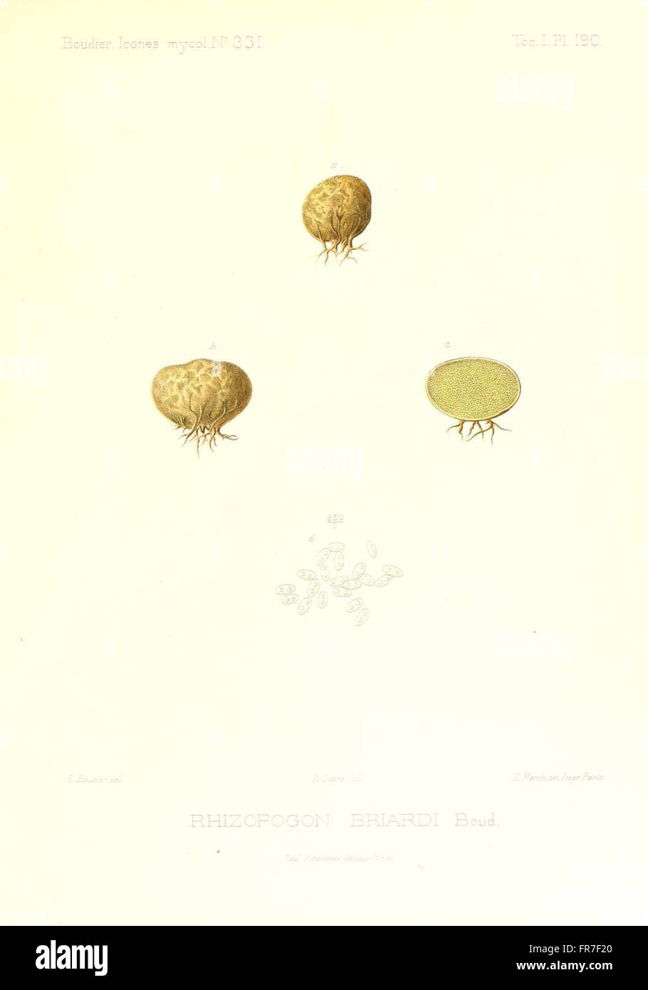 Icones mycologicC3A6, ou Iconographie des champignons de France principalement Discomycetes (Pl. 190) Stock Photo
