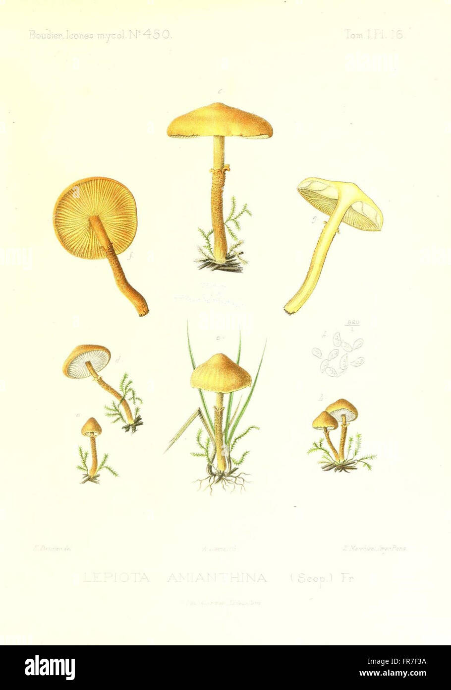 Icones mycologicC3A6, ou Iconographie des champignons de France principalement Discomycetes (Pl. 16) Stock Photo
